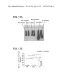 SHP2 INHIBITORS AND METHODS OF TREATING AUTOIMMUNE AND/OR     GLOMERULONEPHRITIS-ASSOCIATED DISEASES USING SHP2 INHIBITORS diagram and image