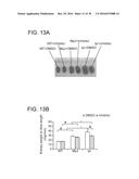 SHP2 INHIBITORS AND METHODS OF TREATING AUTOIMMUNE AND/OR     GLOMERULONEPHRITIS-ASSOCIATED DISEASES USING SHP2 INHIBITORS diagram and image