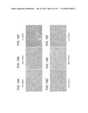 SHP2 INHIBITORS AND METHODS OF TREATING AUTOIMMUNE AND/OR     GLOMERULONEPHRITIS-ASSOCIATED DISEASES USING SHP2 INHIBITORS diagram and image