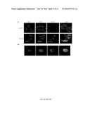 ENGINEERED VESICLES COMPRISING ANTIGENIC PEPTIDES AND THE USES THEREOF AS     MODULATORS OF IMMUNE RESPONSES diagram and image