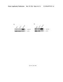 ENGINEERED VESICLES COMPRISING ANTIGENIC PEPTIDES AND THE USES THEREOF AS     MODULATORS OF IMMUNE RESPONSES diagram and image