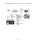 ENGINEERED VESICLES COMPRISING ANTIGENIC PEPTIDES AND THE USES THEREOF AS     MODULATORS OF IMMUNE RESPONSES diagram and image