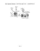 ENGINEERED VESICLES COMPRISING ANTIGENIC PEPTIDES AND THE USES THEREOF AS     MODULATORS OF IMMUNE RESPONSES diagram and image