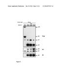 Method of producing an inactivated lentivirus, especially HIV, vaccine,     kit and method of use diagram and image