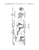 LIVE, ATTENUATED VACCINES AND METHODS OF MAKING AND USING diagram and image