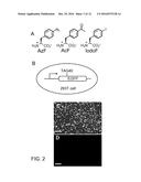 LIVE, ATTENUATED VACCINES AND METHODS OF MAKING AND USING diagram and image