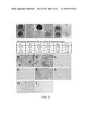 LIVE, ATTENUATED VACCINES AND METHODS OF MAKING AND USING diagram and image