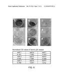 LIVE, ATTENUATED VACCINES AND METHODS OF MAKING AND USING diagram and image