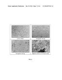 ORAL DELIVERY SYSTEM FOR HEMOGLOBIN BASED OXYGEN CARRIERS diagram and image