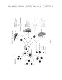 ORAL DELIVERY SYSTEM FOR HEMOGLOBIN BASED OXYGEN CARRIERS diagram and image