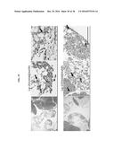 Gd(III)-Dithiolane Gold Nanoparticle Conjugates diagram and image