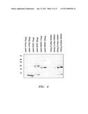 Production of Therapeutic Proteins in Photosynthetic Organisms diagram and image