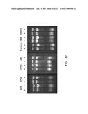 Production of Therapeutic Proteins in Photosynthetic Organisms diagram and image