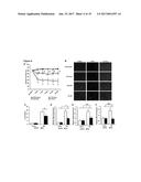 IRON CHELATORS FOR TREATING AND PREVENTING CELL DEATH AND ORGAN DAMAGE     FOLLOWING AN ISCHEMIC EVENT diagram and image