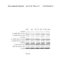 METHOD OF TREATING OR PREVENTING HYPERLIPIDEMIA WITH CAFFEAMIDE     DERIVATIVES diagram and image