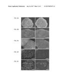 METHOD OF CULTURING PLURIPOTENT STEM CELL, AND POLYPEPTIDE TO BE USED     THEREFOR diagram and image