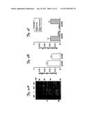 REDUCTION OF OFF-TARGET RNA INTERFERENCE TOXICITY diagram and image