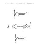 REDUCTION OF OFF-TARGET RNA INTERFERENCE TOXICITY diagram and image