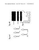 REDUCTION OF OFF-TARGET RNA INTERFERENCE TOXICITY diagram and image