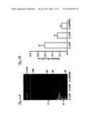 REDUCTION OF OFF-TARGET RNA INTERFERENCE TOXICITY diagram and image