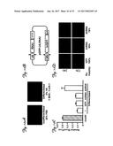 REDUCTION OF OFF-TARGET RNA INTERFERENCE TOXICITY diagram and image