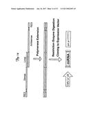 REDUCTION OF OFF-TARGET RNA INTERFERENCE TOXICITY diagram and image