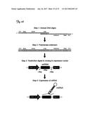 REDUCTION OF OFF-TARGET RNA INTERFERENCE TOXICITY diagram and image