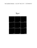 REDUCTION OF OFF-TARGET RNA INTERFERENCE TOXICITY diagram and image