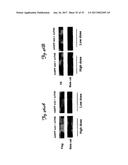 REDUCTION OF OFF-TARGET RNA INTERFERENCE TOXICITY diagram and image