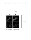 METHOD FOR INDUCING PHYSIOLOGICAL ADJUSTMENT USING HIGH DENSITY DISPLAY OF     MATERIAL diagram and image