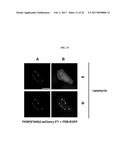 METHOD FOR INDUCING PHYSIOLOGICAL ADJUSTMENT USING HIGH DENSITY DISPLAY OF     MATERIAL diagram and image