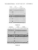 METHODS FOR INHIBITING COMPLEMENT ACTIVATION AND USES THEREOF diagram and image