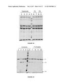 METHODS FOR INHIBITING COMPLEMENT ACTIVATION AND USES THEREOF diagram and image