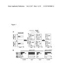 REGULATORY T-CELLS FOR USE IN THE TREATMENT OF INFLAMMATORY DISORDERS OF     THE HUMAN GASTROINTESTINAL TRACT diagram and image