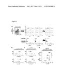 REGULATORY T-CELLS FOR USE IN THE TREATMENT OF INFLAMMATORY DISORDERS OF     THE HUMAN GASTROINTESTINAL TRACT diagram and image