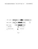 ISOFORM NELL-1 PEPTIDE diagram and image