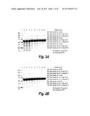 METHODS AND COMPOSITIONS FOR CNS DELIVERY OF HEPARAN N-SULFATASE diagram and image