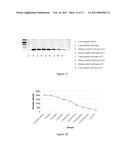 RECOMBINANT LISTERIA VACCINE STRAINS AND METHODS OF PRODUCING THE SAME diagram and image