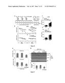 AMYLOID Precursor Protein (APP) Based .beta.-Secretase Inhibitor Peptides,     and Methods of Use diagram and image