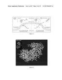 AMYLOID Precursor Protein (APP) Based .beta.-Secretase Inhibitor Peptides,     and Methods of Use diagram and image