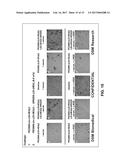 CARBAMATE, THIOCARBAMATE OR CARBAMIDE COMPRISING A BIOMOLECULAR MOIETY diagram and image