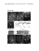 CONVERSION OF SOMATIC CELLS INTO NOCICEPTORS, AND METHODS OF USE THEREOF diagram and image