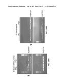 CONVERSION OF SOMATIC CELLS INTO NOCICEPTORS, AND METHODS OF USE THEREOF diagram and image