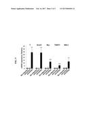 METHOD FOR INDUCING ENDODERMAL AND MESODERMAL DIFFERENTIATION FROM HUMAN     PLURIPOTENT STEM CELLS BY CXCR2 SUPPRESSION diagram and image