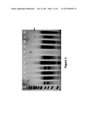 RECOMBINANT RNA PARTICLES AND METHODS OF PRODUCING PROTEINS diagram and image