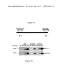 CHIMPANZEE ADENOVIRAL VECTOR-BASED FILOVIRUS VACCINES diagram and image