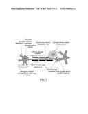 NEURAL PROTEINS AS BIOMARKERS FOR NERVOUS SYSTEM INJURY AND OTHER NEURAL     DISORDERS diagram and image