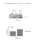 NEURAL PROTEINS AS BIOMARKERS FOR NERVOUS SYSTEM INJURY AND OTHER NEURAL     DISORDERS diagram and image