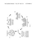 METHOD AND USE FOR SURFACE DISPLAY OF PROTEINS AND PEPTIDE DERIVATIVES IN     A BACTERIAL THERMOPHILE diagram and image