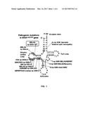 Polyamide Compound and Pharmaceutical Composition for Treating     Mitochondrial Genetic Diseases diagram and image